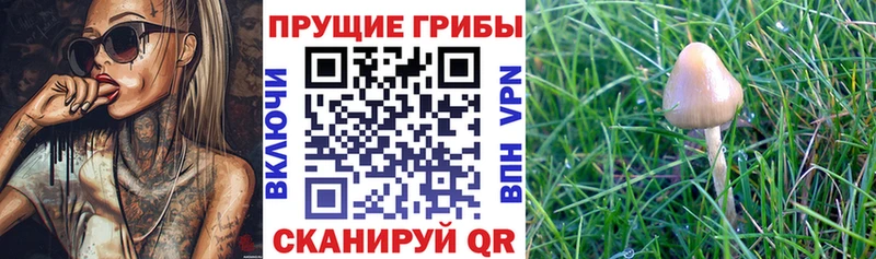 Галлюциногенные грибы прущие грибы  Называевск 